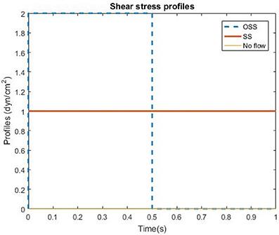 Stem Cell Cytoskeletal Responses to Pulsatile Flow in Heart Valve Tissue Engineering Studies